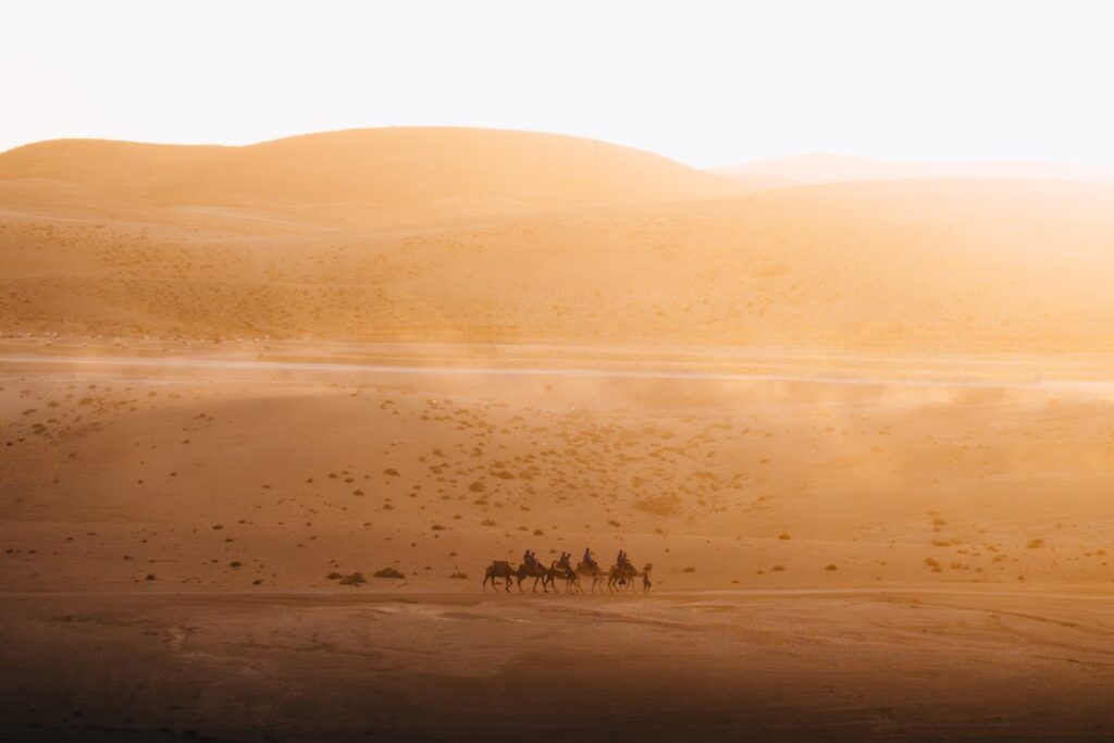 Caravan of camels walking across desert dunes at sunset